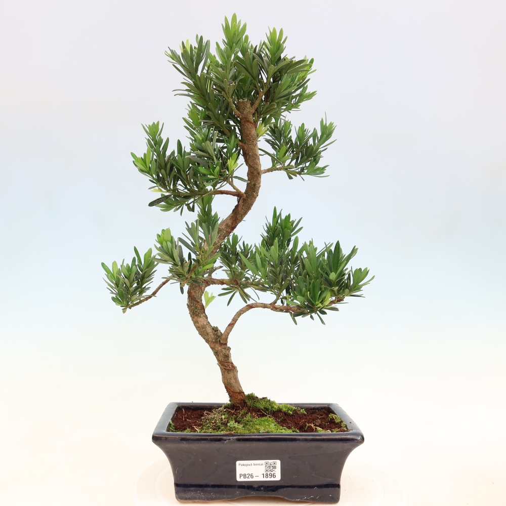 Szobai bonsai - Podocarpus - Kőtiszafa