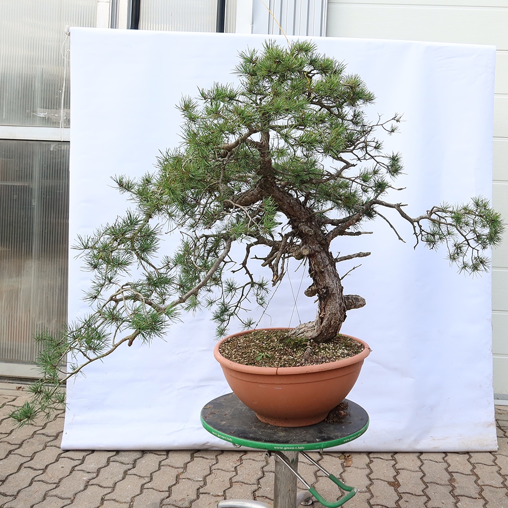 Pinus sylvestris Spanyolország – erdei fenyő