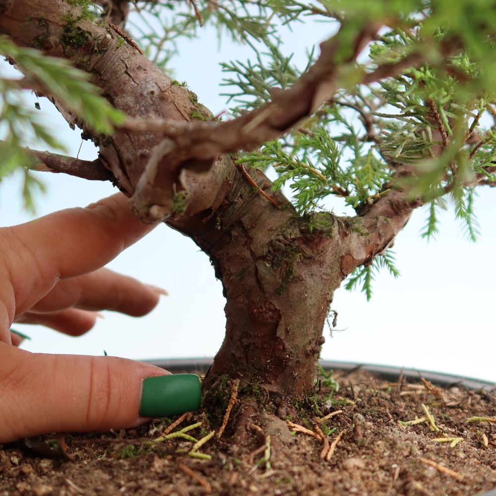 Kültéri bonsai - Juniperus chinensis Itoigawa-Juniperus chinensis