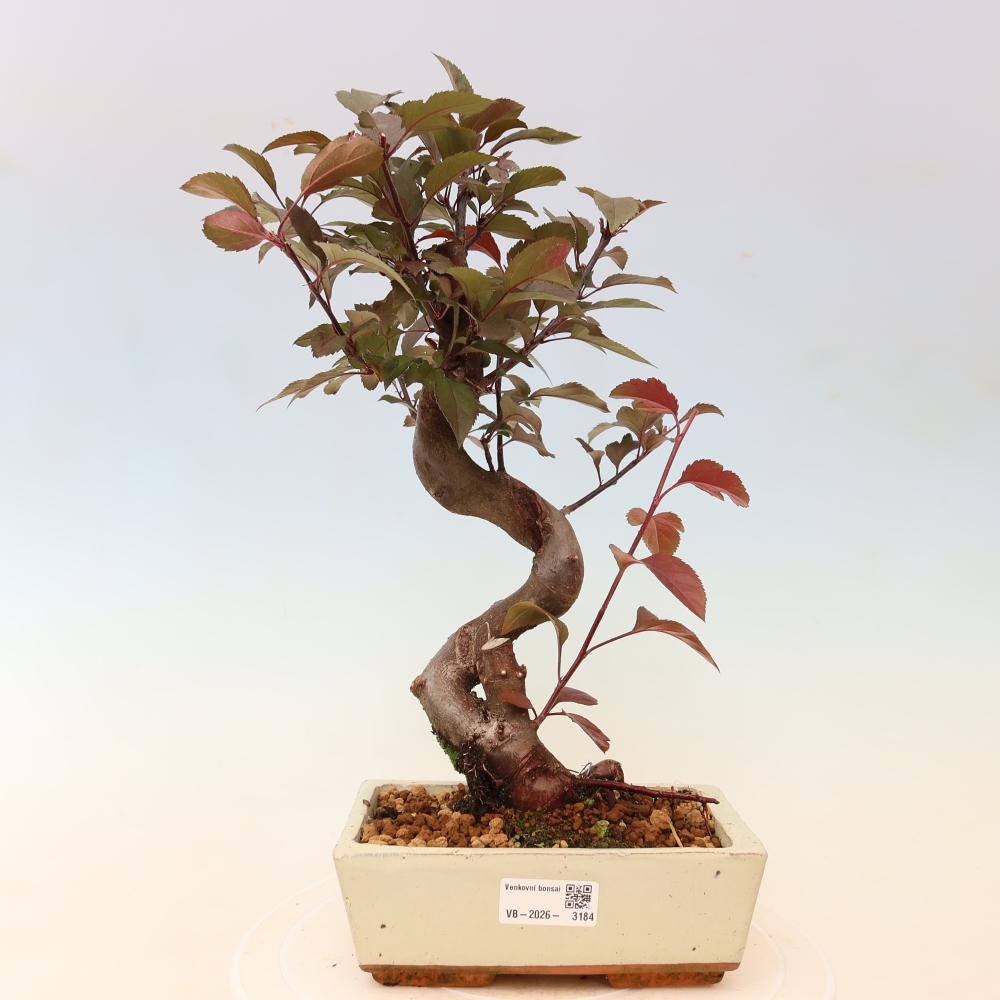 Kültéri bonsai -Malus domestica - Kis gyümölcsű piros levelű almafa