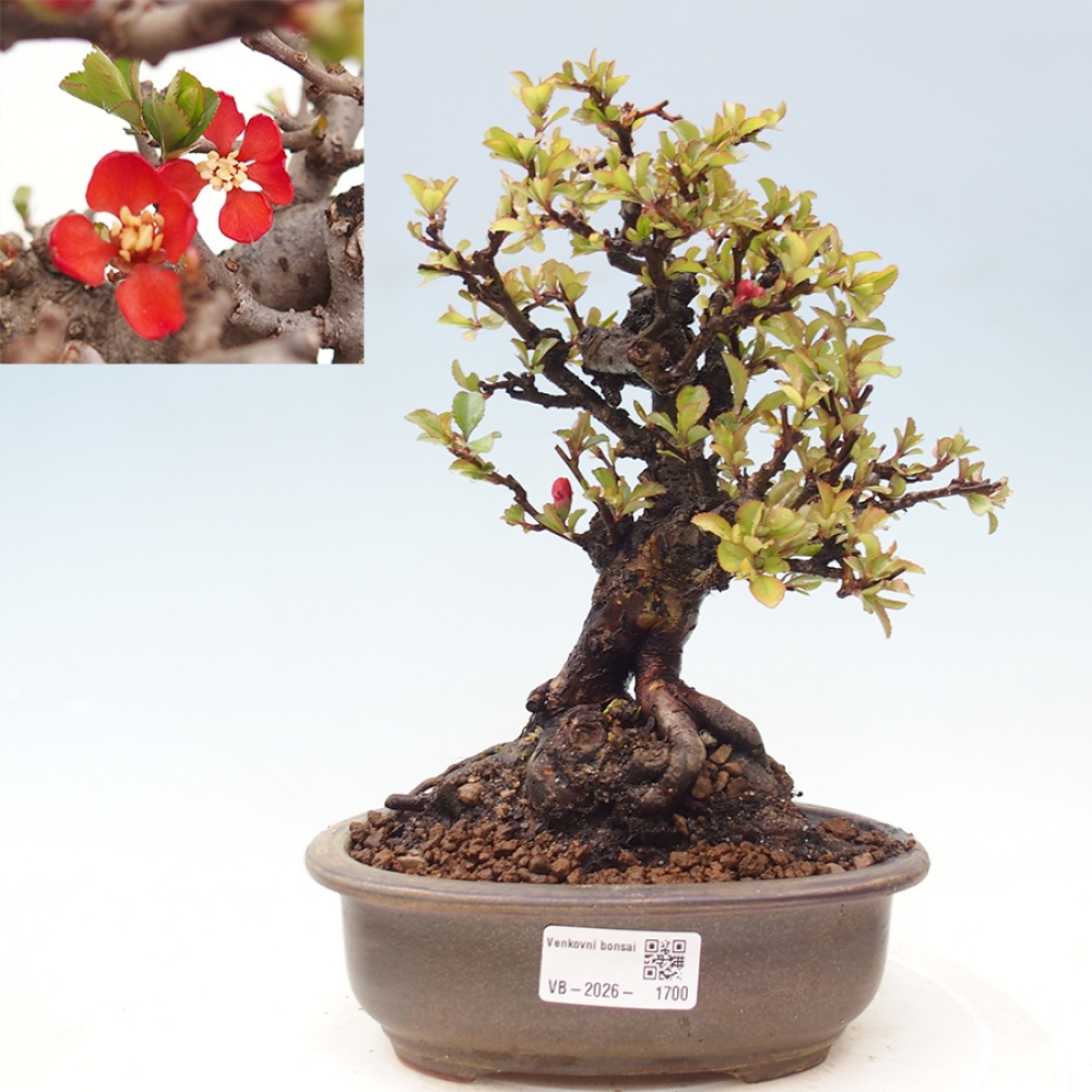 Kültéri bonsai - Chaneomeles speciosa - birs