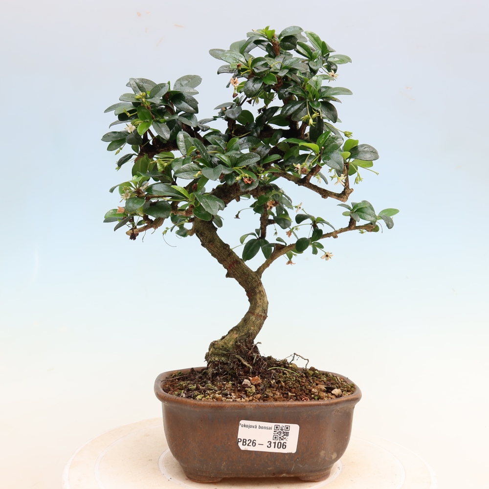 Szobai bonsai - Carmona macrophylla - Tea fuki