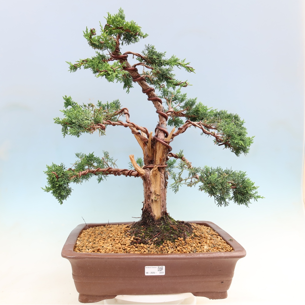 Kültéri bonsai - Juniperus chinensis Kishu