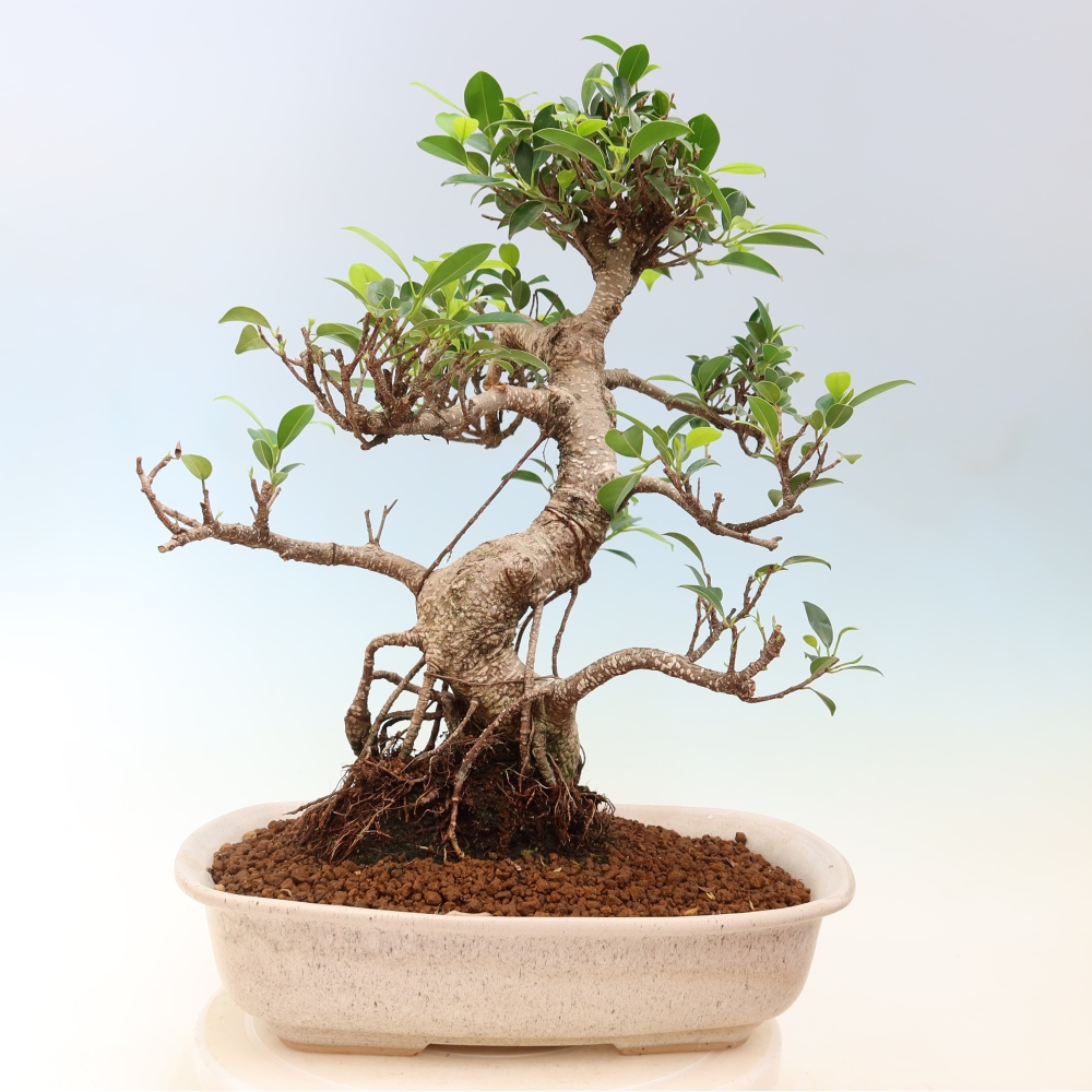 Szobai bonsai - Ficus kimmen - kislevelű fikusz