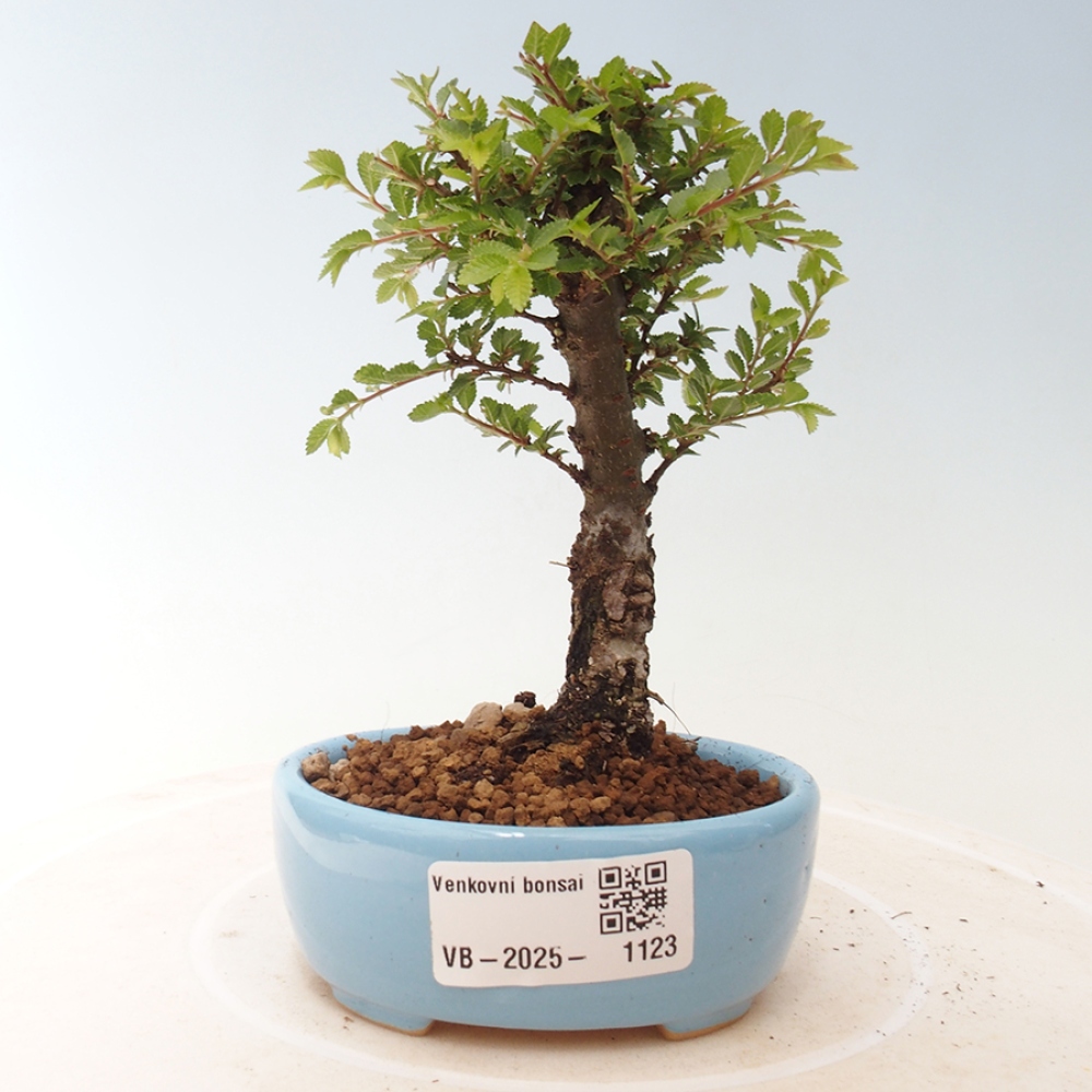 Kültéri bonsai - Ulmus parvifolia Sagei - Kislevelű szilfa