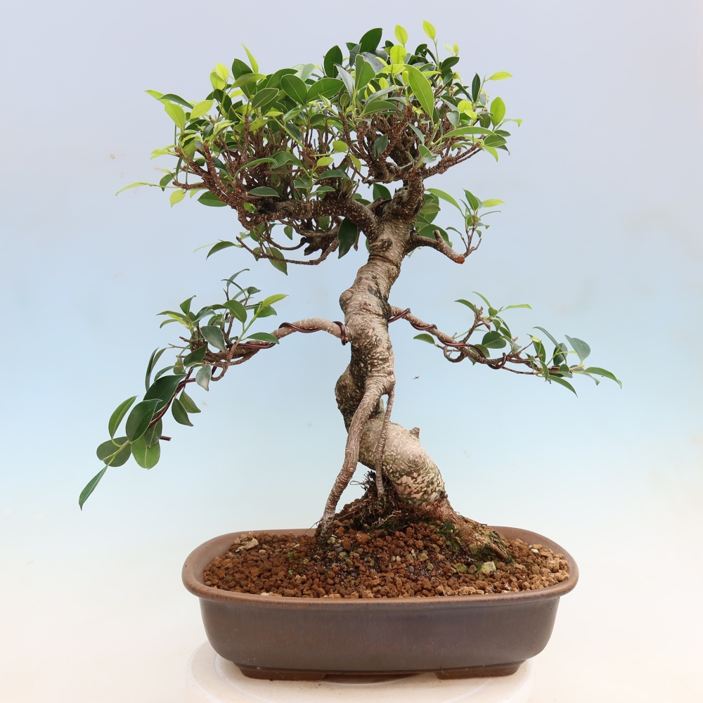 Szobai bonsai - Ficus kimmen - kislevelű fikusz