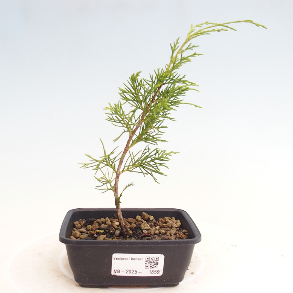 Kültéri bonsai - Juniperus chinensis Itoigawa