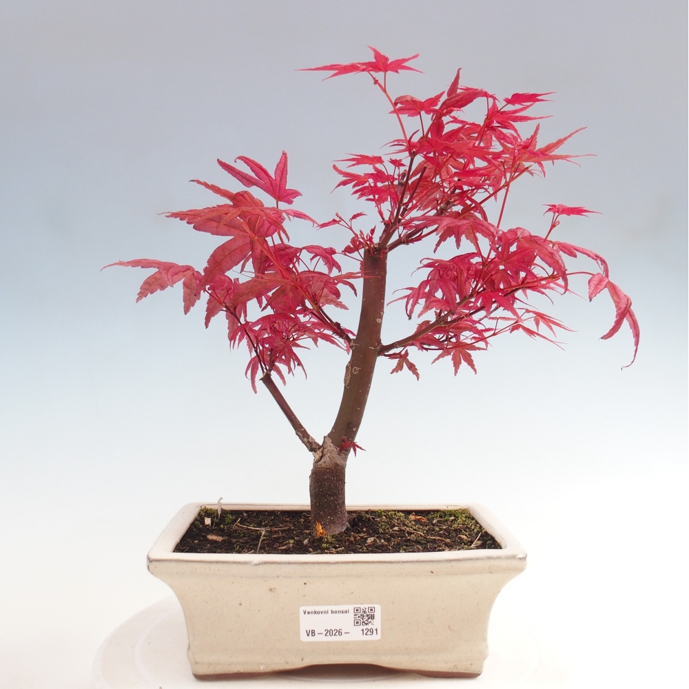 Kültéri bonsai - Acer palmatum DESHOJO
