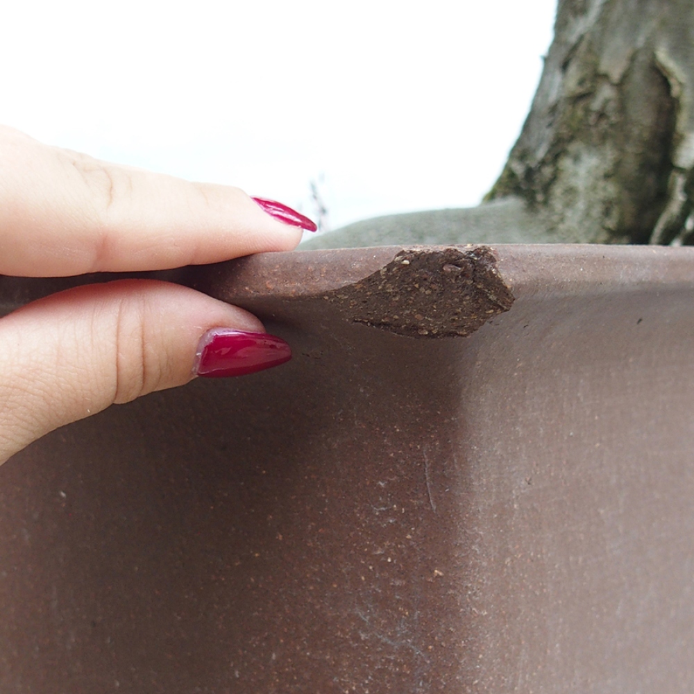 Kültéri bonsai - gyertyán - Carpinus betulus