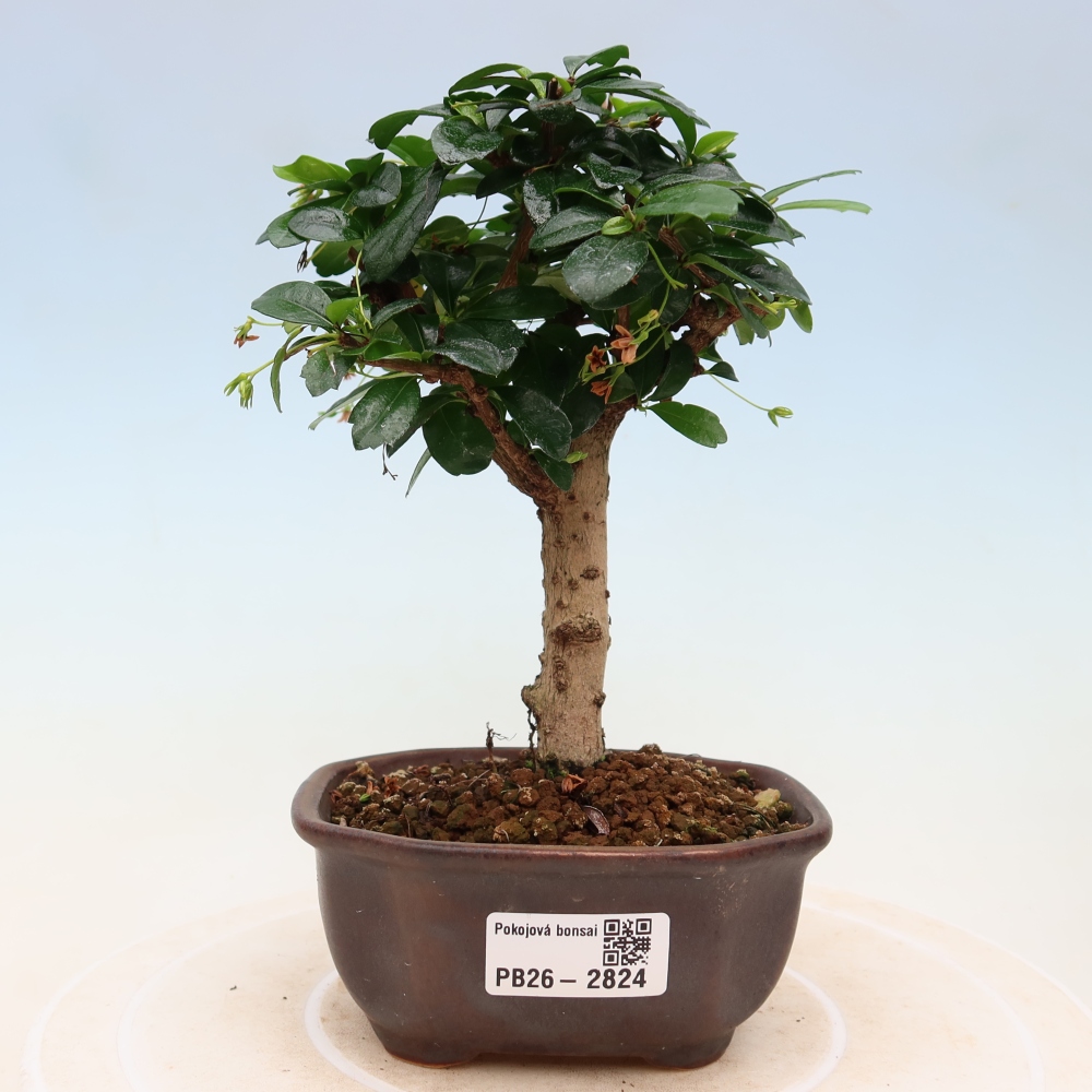Szobai bonsai - Carmona macrophylla - Tea fuki