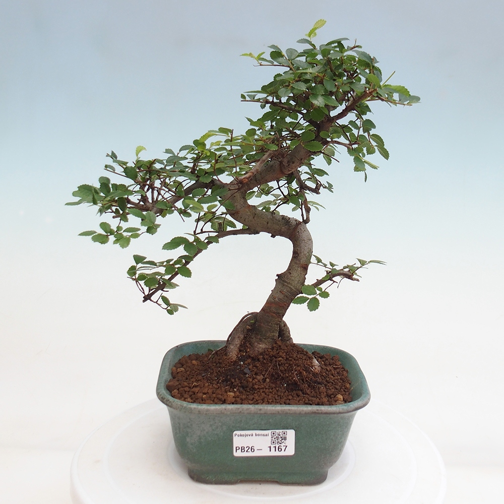 Szobai bonsai - Ulmus parvifolia - Kislevelű szilfa