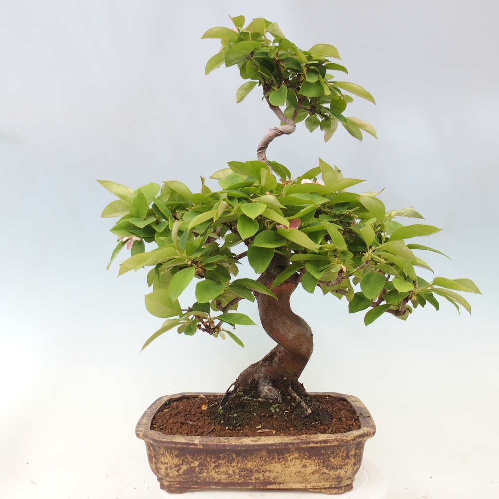 Kültéri bonsai - Pseudocydonia sinensis - kínai birs