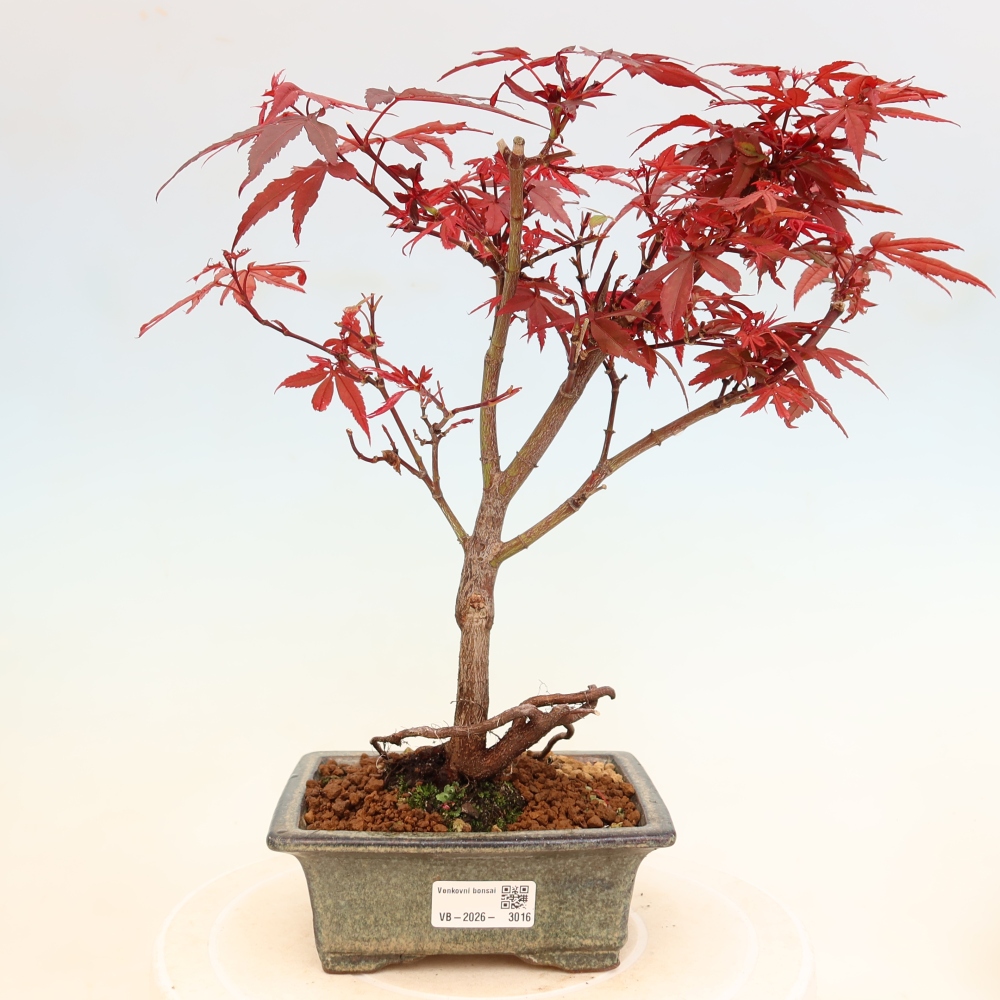 Kültéri bonsai – tenyérlevelű juhar – Acer palmatum Berry Broom 