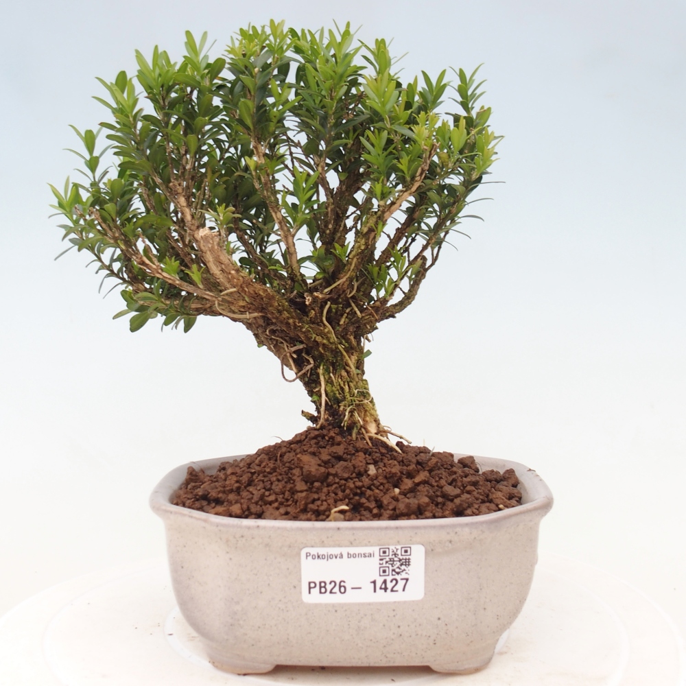 Szobai bonsai - Buxus harlandii - parafa buxus