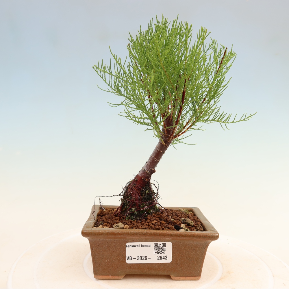 Kültéri bonsai - Tamariszkusz - Tamarix