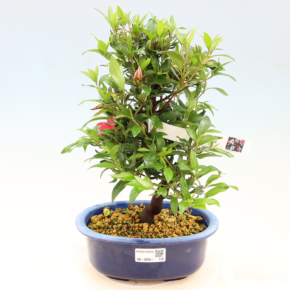 Kültéri bonsai - japán azálea - Azálea CHIHIRO