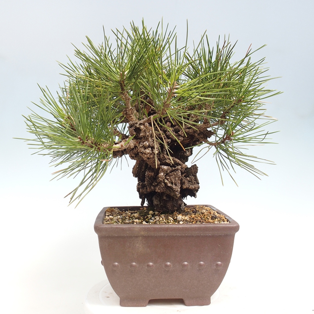 Kültéri bonsai - Pinus thunbergii - Thunberg fenyő