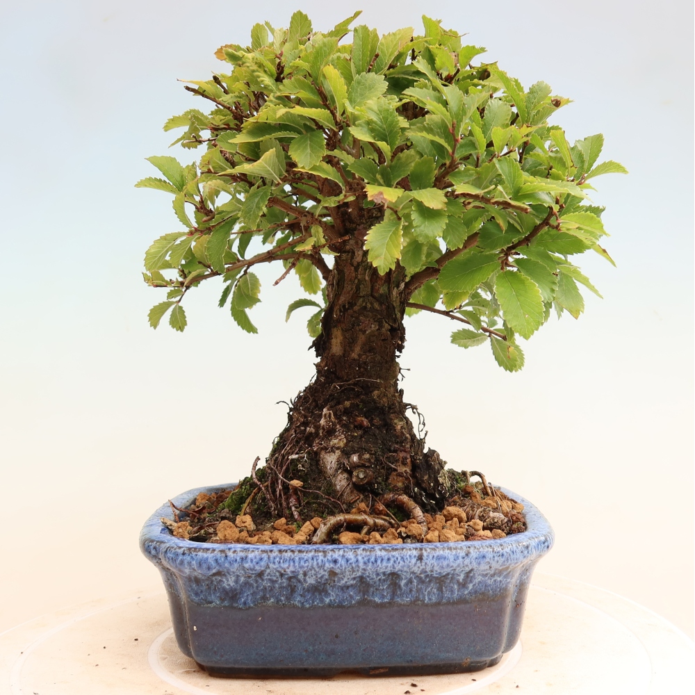 Kültéri bonsai - Zelkova - Zelkova NIRE