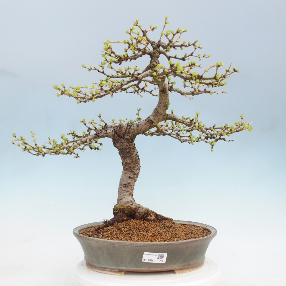 Kültéri bonsai - Larix decidua - vörösfenyő