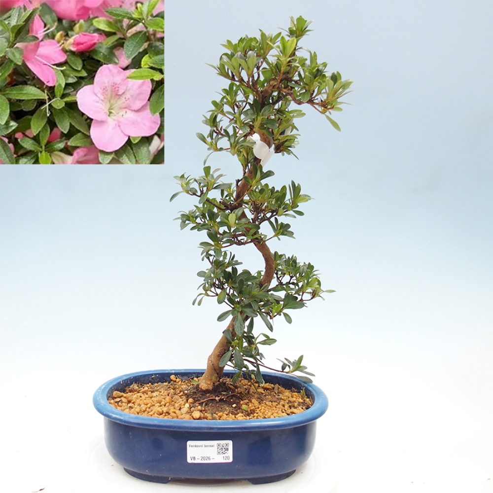 Kültéri bonsai - Japán azálea - Azalea Santoka