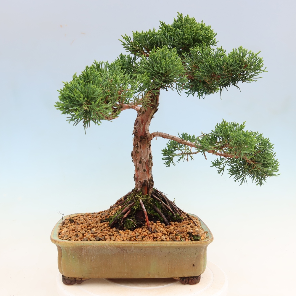 Kültéri bonsai - Juniperus chinensis Kishu