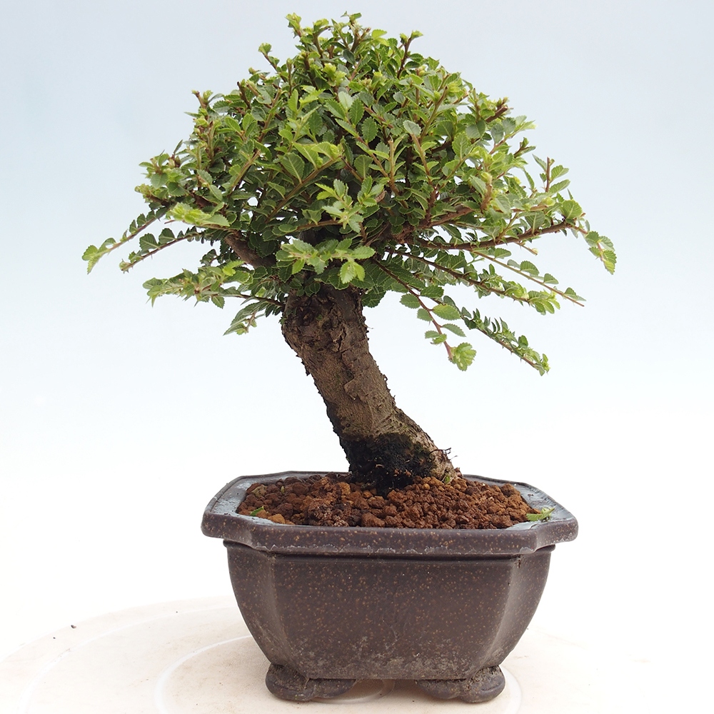 Kültéri bonsai - Ulmus parvifolia Hokkaido - Kínai szil - Ulmus parvifolia Hokkaido