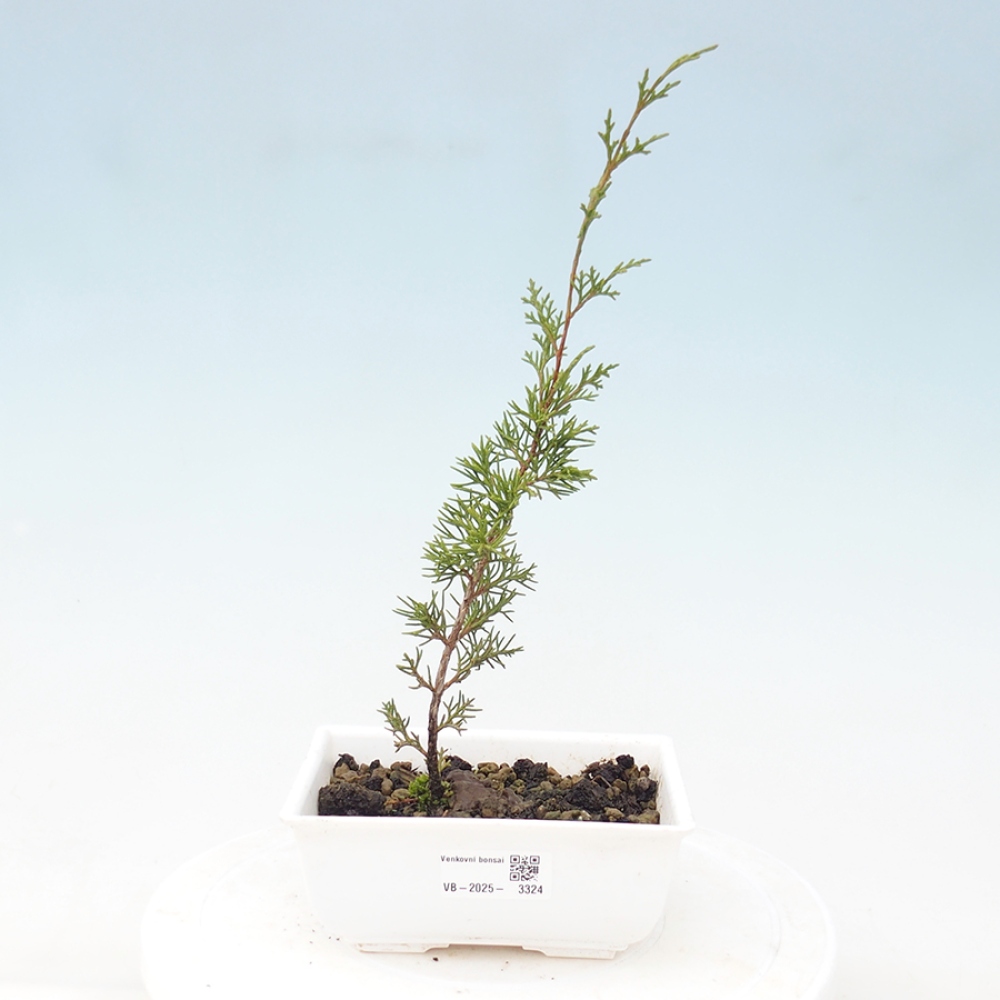 Kültéri bonsai - Juniperus chinensis Itoigawa