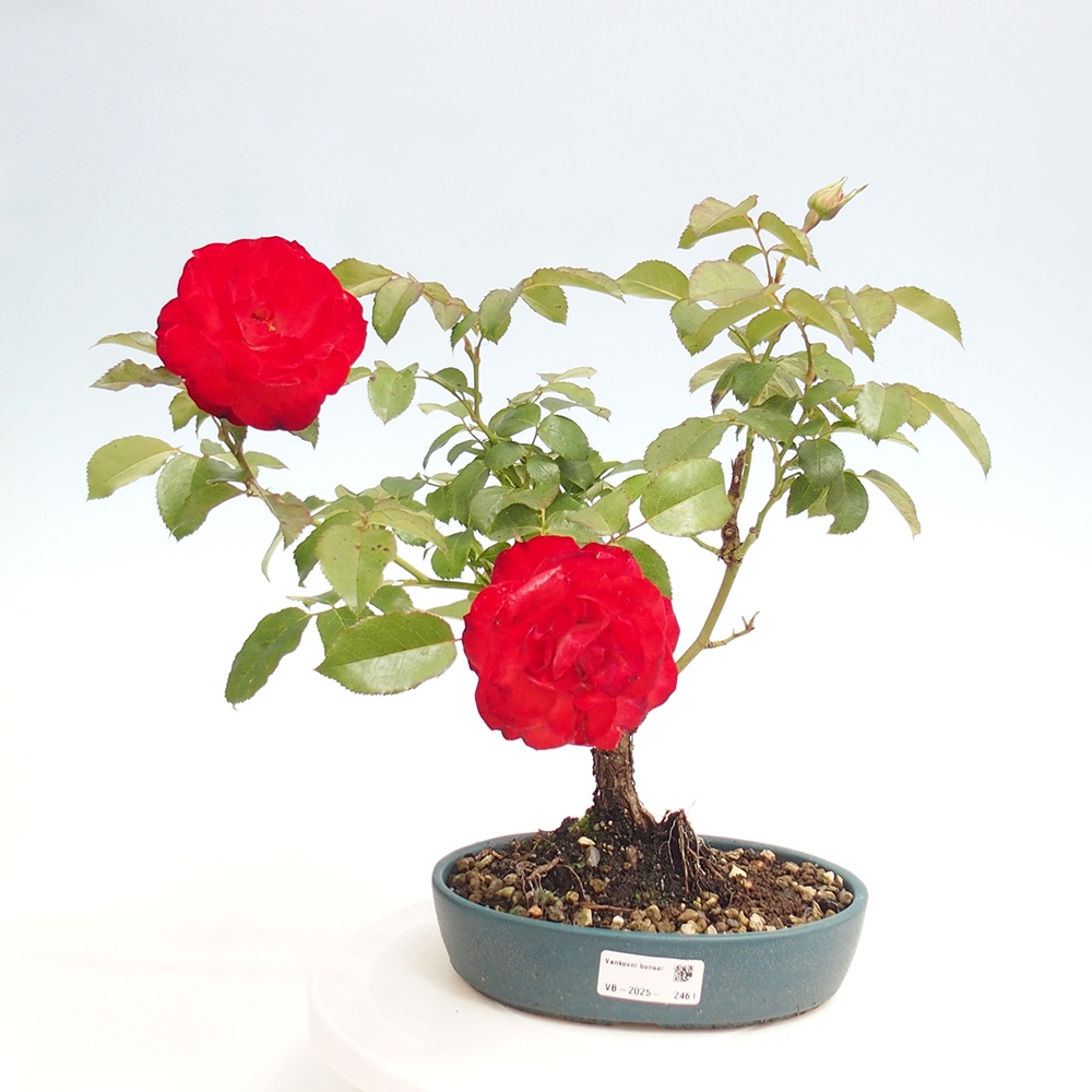 Kültéri bonsai - Rosa Kordes - rózsa