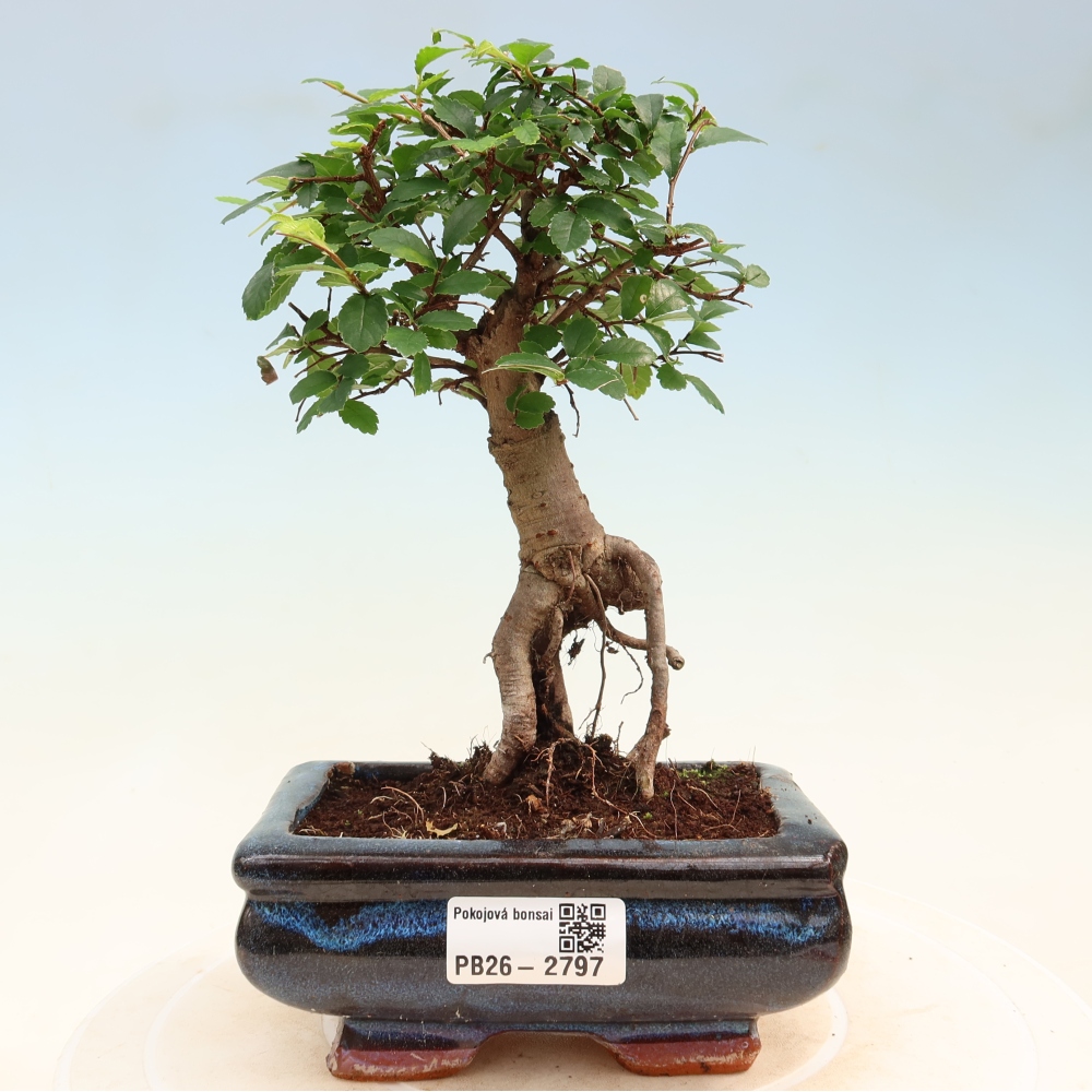 Szobai bonsai - Ulmus parvifolia - Kislevelű szilfa