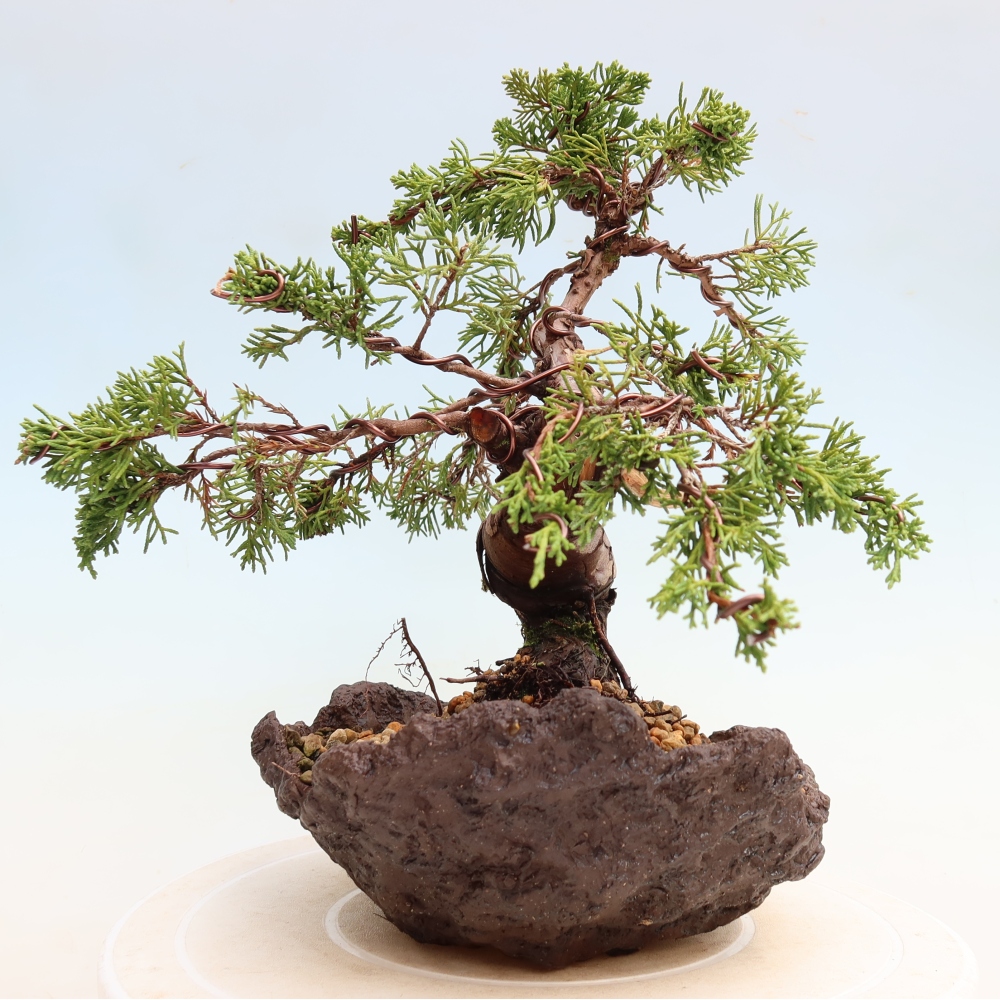 Kültéri bonsai - Juniperus chinensis Itoigawa-Juniperus chinensis