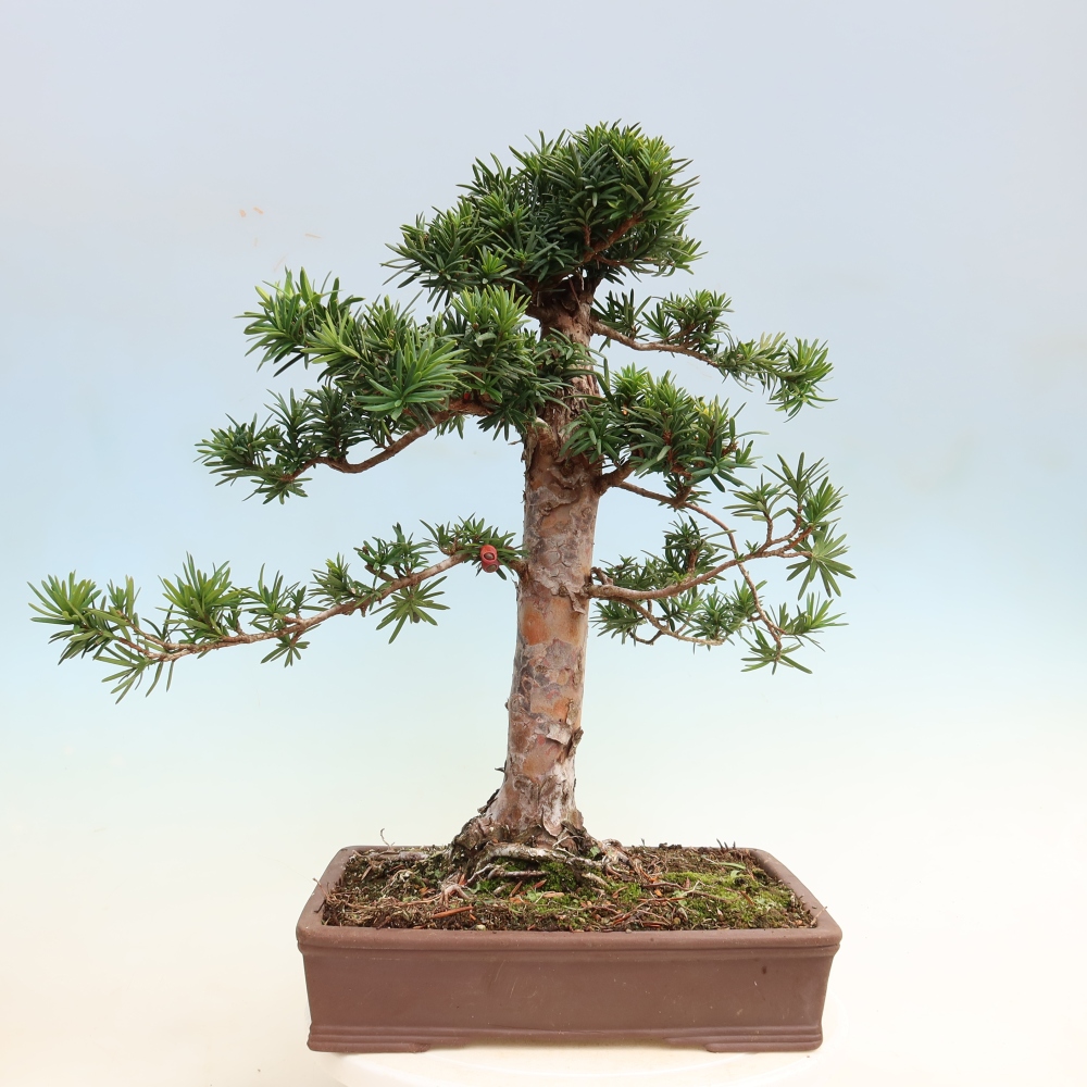 Kültéri bonsai - Taxus cuspidata - japán tiszafa
