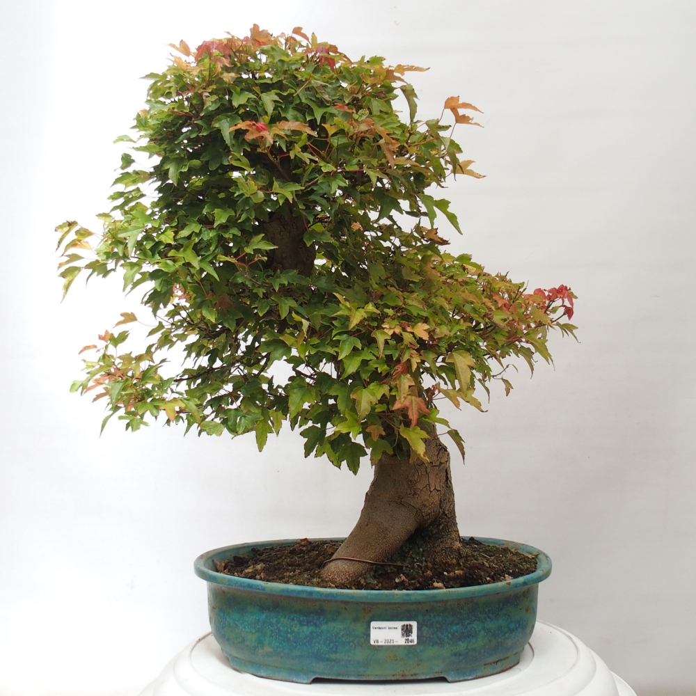 Kültéri bonsai - Acer Buergerianum - Burger juhar