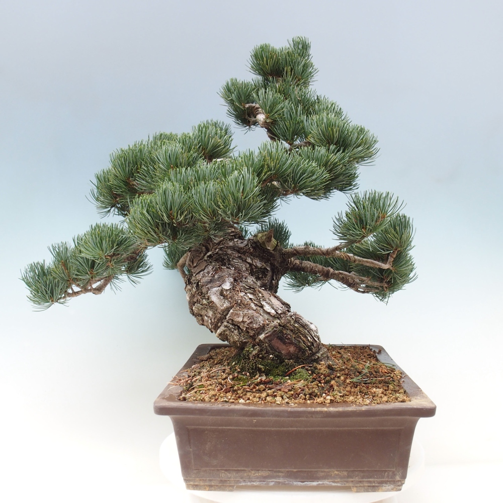 Kültéri bonsai - Pinus parviflora - Pinus parviflora