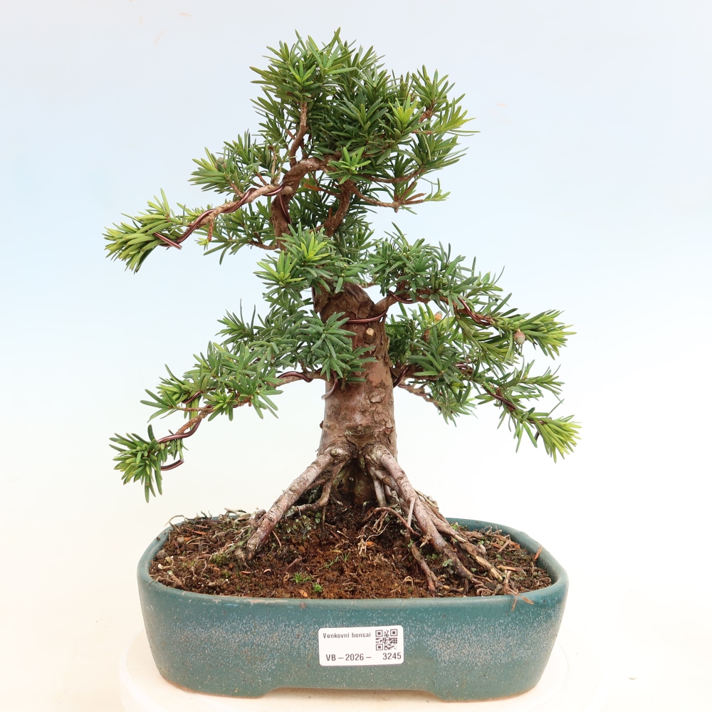 Kültéri bonsai - Taxus cuspidata - japán tiszafa