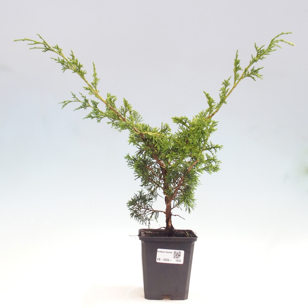 Kültéri bonsai - Juniperus chinensis Itoigawa