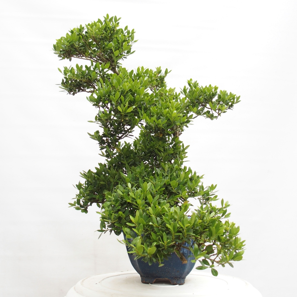 Szobai bonsai - Ilex crenata - Holly