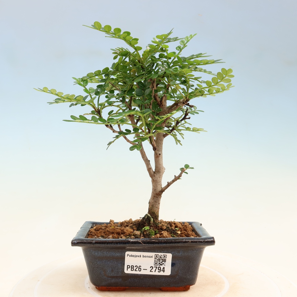 Szobai bonsai - Zantoxylum piperitum - borsfa