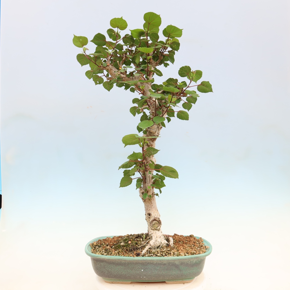 Beltéri bonsai - Hibiscus tiliaceus - tengeri hibiszkusz