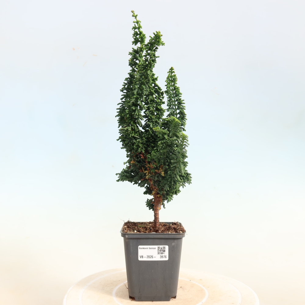 Kültéri bonsai - Cham. obtusa SEKKA HINOKI - Cifra ciprus