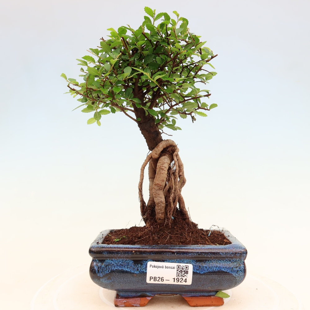 Szobai bonsai - Ulmus parvifolia - Kislevelű szilfa