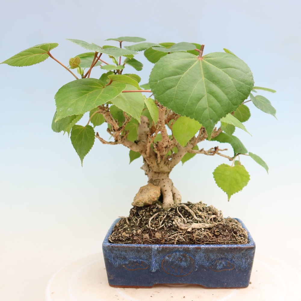 Beltéri bonsai - Hibiscus tiliaceus - tengeri hibiszkusz