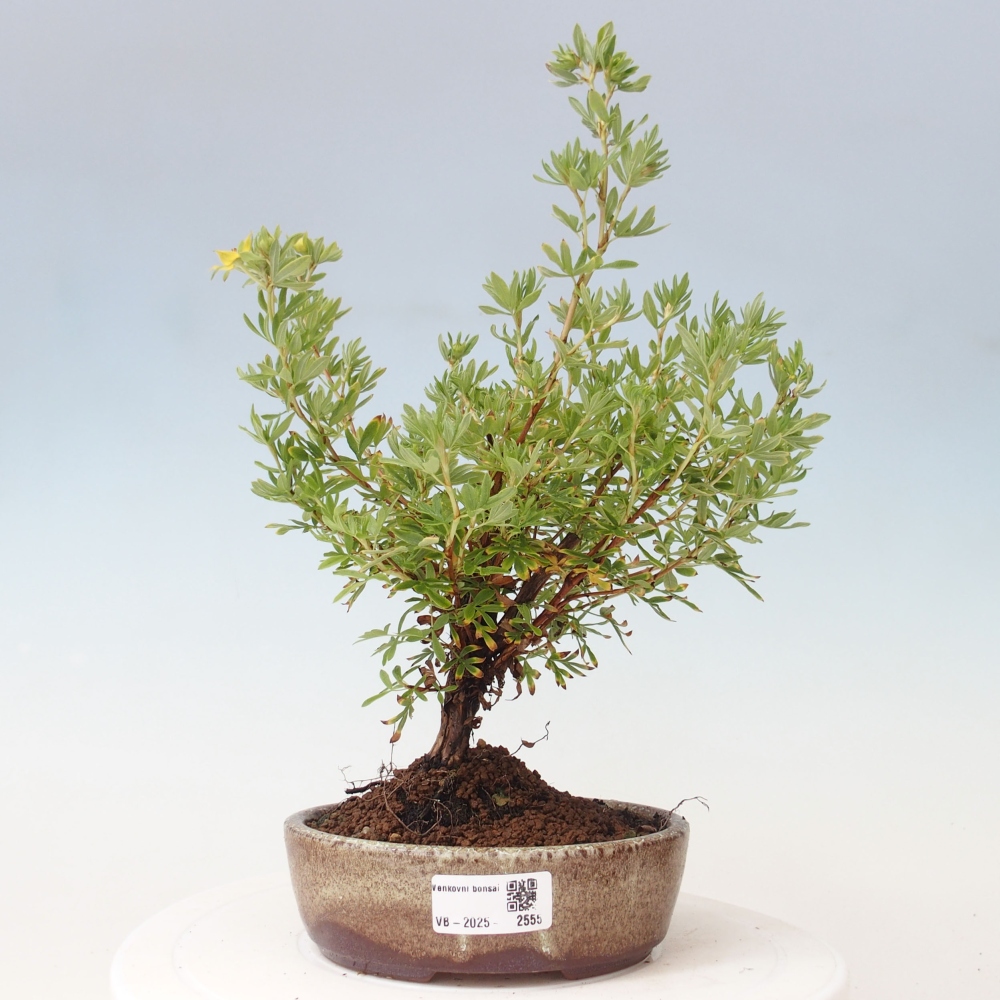 Kültéri bonsai - Potentila fruticosa sárga Bird