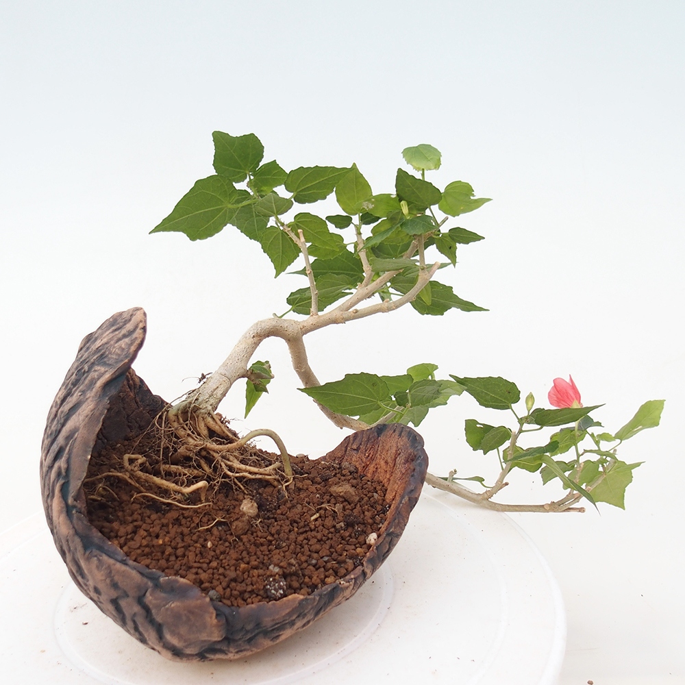 Beltéri bonsai - Malvaviscus arboreus
