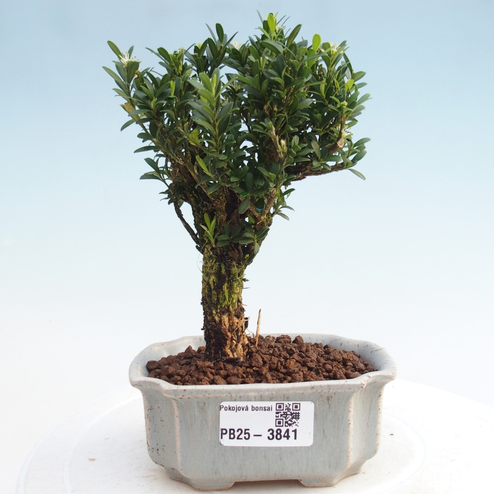 Szobai bonsai - Buxus harlandii - parafa buxus