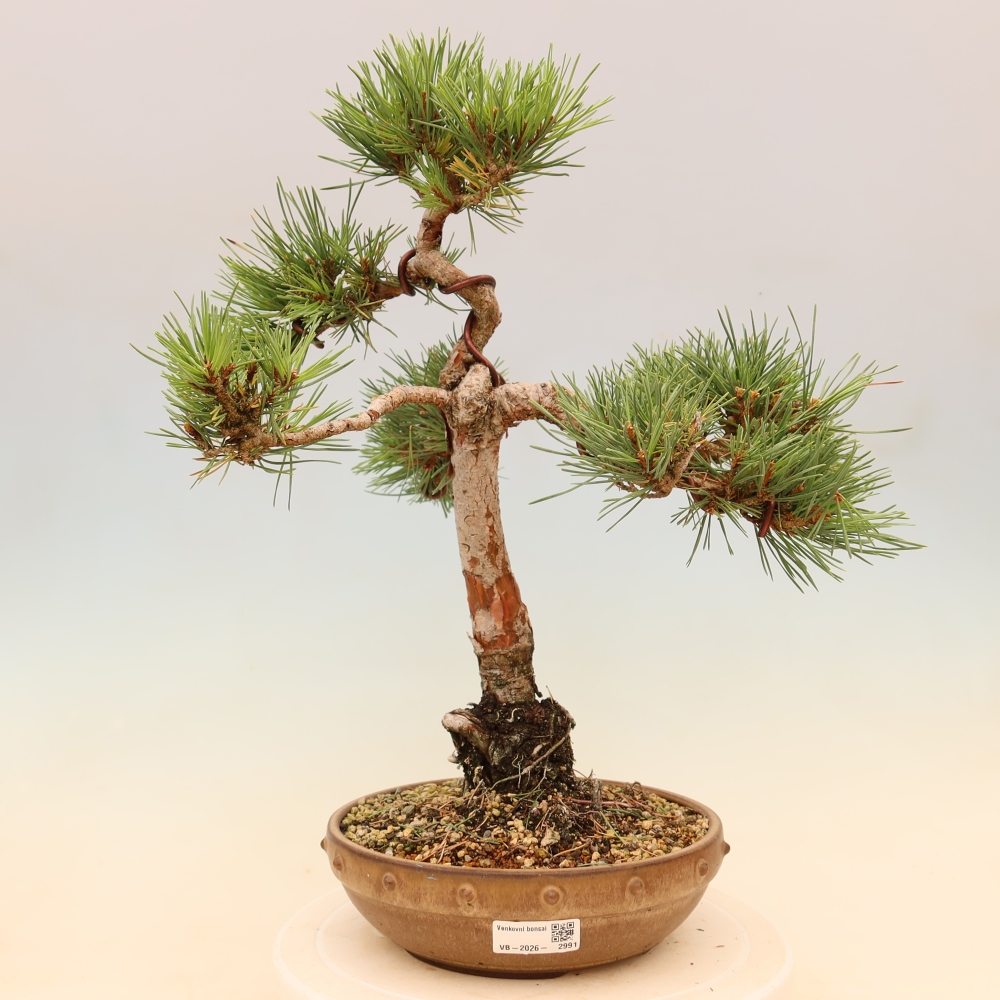 Kültéri bonsai - Pinus Sylvestris Watererri - erdeifenyő