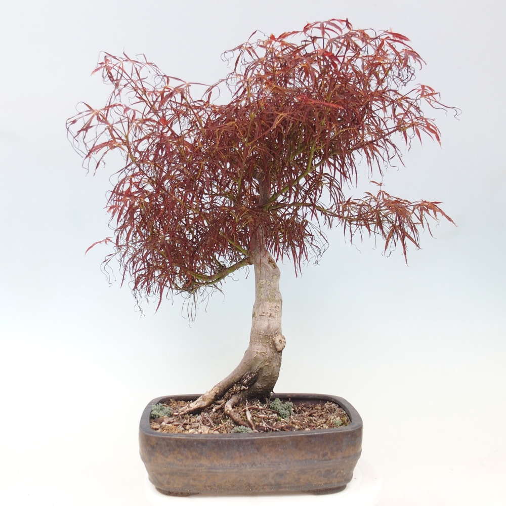 Kültéri bonsai - Acer palmatum RED PYGMY