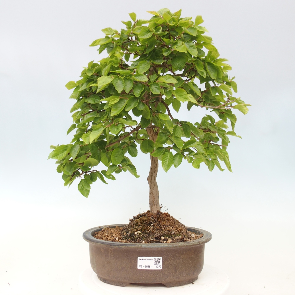 Kültéri bonsai -Carpinus CARPINOIDES - Koreai gyertyánfa