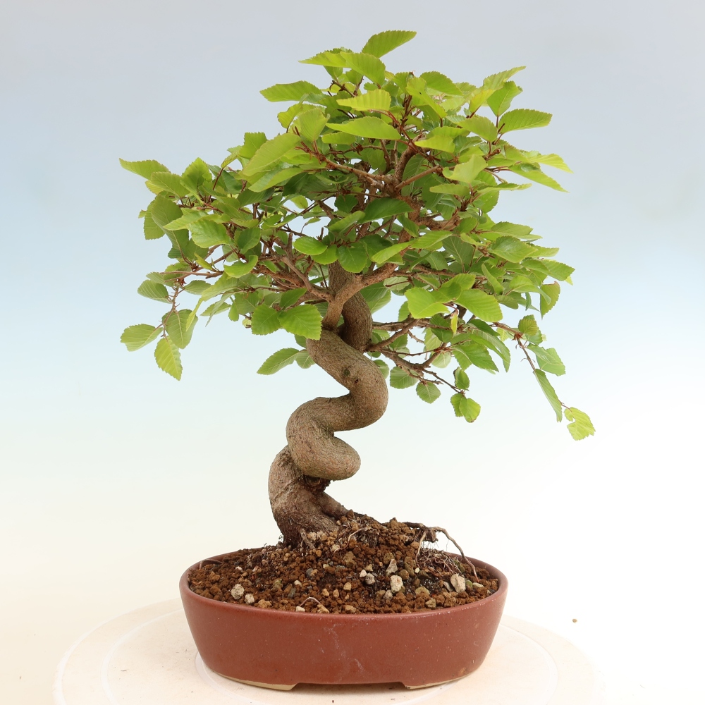 Kültéri bonsai -Carpinus Coreana - Koreai gyertyánfa