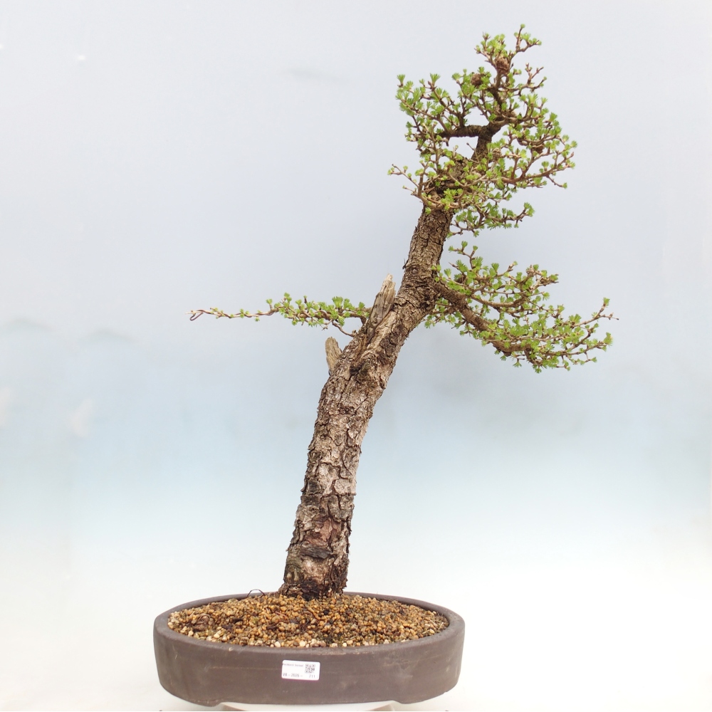 Kültéri bonsai -Larix decidua - vörösfenyő - Csak raklapon szállítható