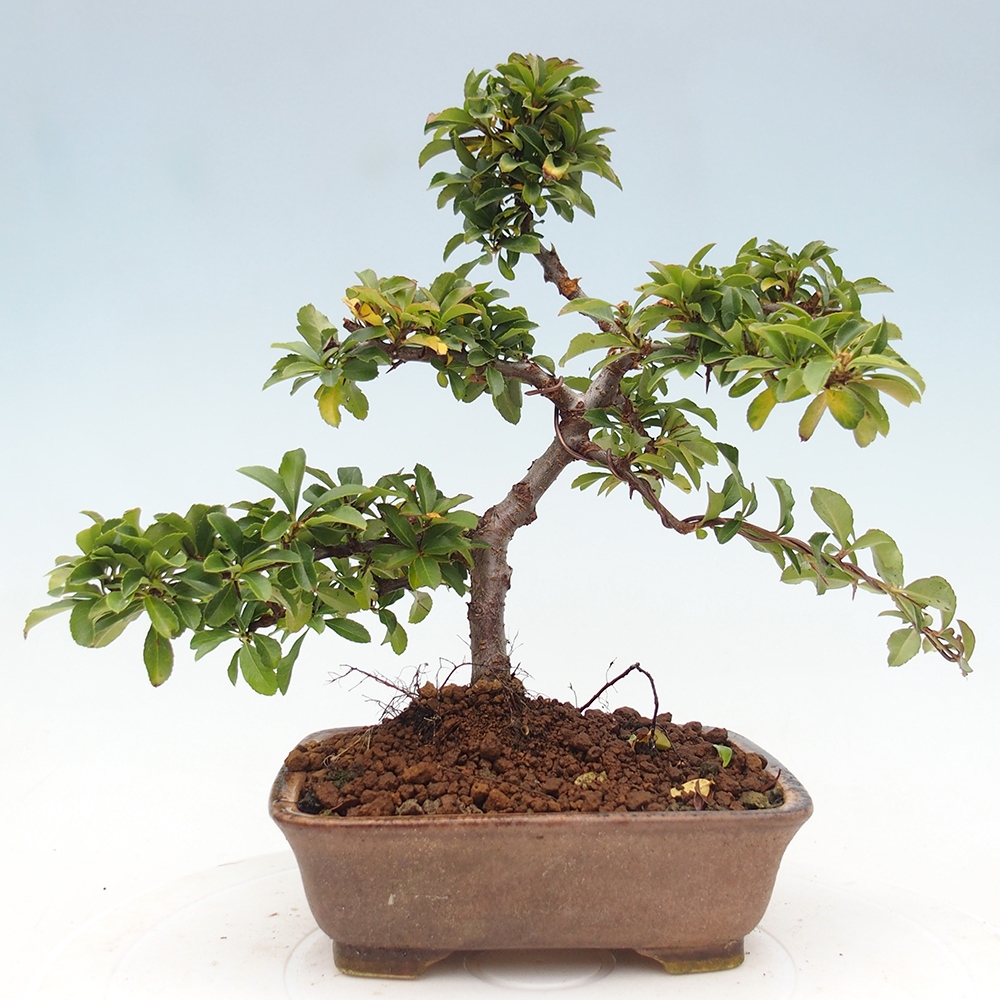 Kültéri bonsai-Pyracantha Teton - Hlox